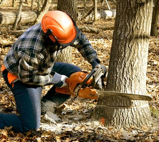 Tree Removal in Dover Afb, DE